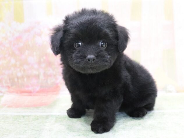 大阪府のハーフ犬・ミックス犬 (アミーゴ鳳店/2026年4月6日生まれ/男の子/ブラック)の子犬の2枚目の画像