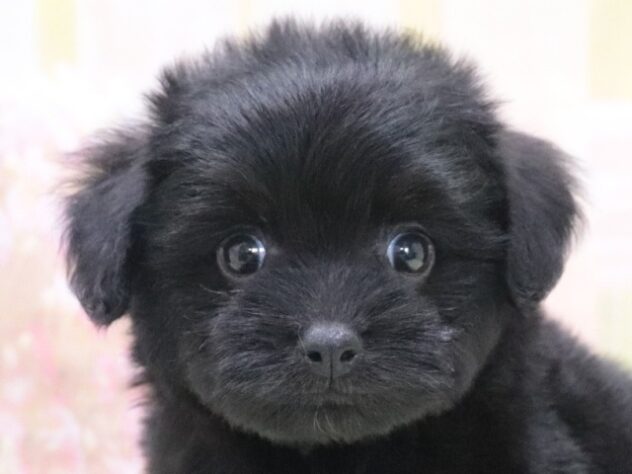 大阪府のハーフ犬・ミックス犬 (アミーゴ鳳店/2026年4月6日生まれ/男の子/ブラック)の子犬の3枚目の画像