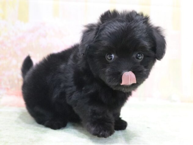 大阪府のハーフ犬・ミックス犬 (アミーゴ鳳店/2026年4月6日生まれ/男の子/ブラック)の子犬の4枚目の画像