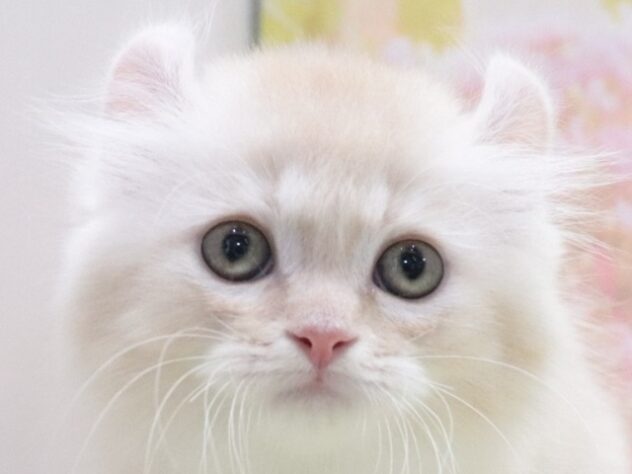 大阪府のアメリカンカール (アミーゴ鳳店/2026年4月3日生まれ/男の子/クリームタビーホワイト)の子猫の2枚目の画像