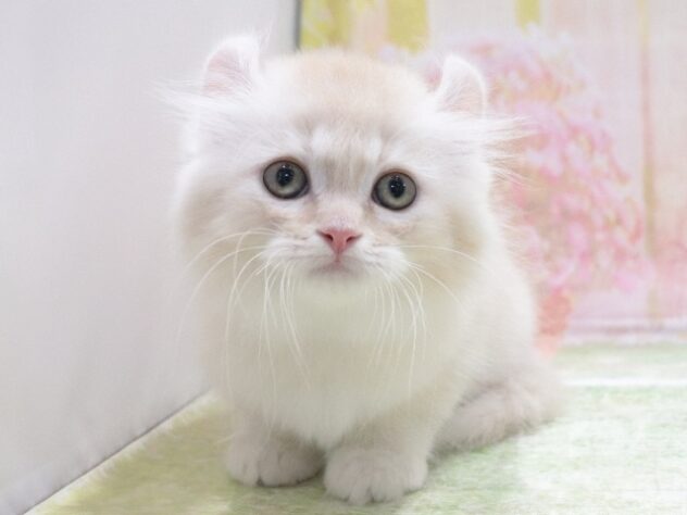 大阪府のアメリカンカール (アミーゴ鳳店/2026年4月3日生まれ/男の子/クリームタビーホワイト)の子猫の3枚目の画像