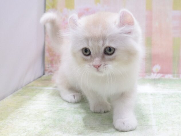 大阪府のアメリカンカール (アミーゴ鳳店/2026年4月3日生まれ/男の子/クリームタビーホワイト)の子猫の4枚目の画像