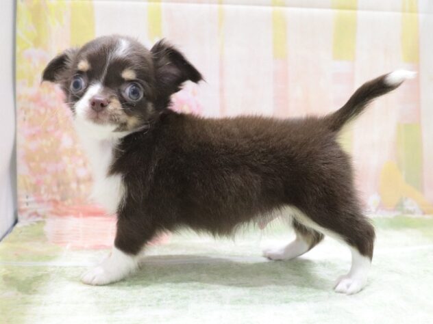 大阪府のチワワ(ロング) (アミーゴ鳳店/2026年4月8日生まれ/男の子/チョコレートタン)の子犬の2枚目の画像