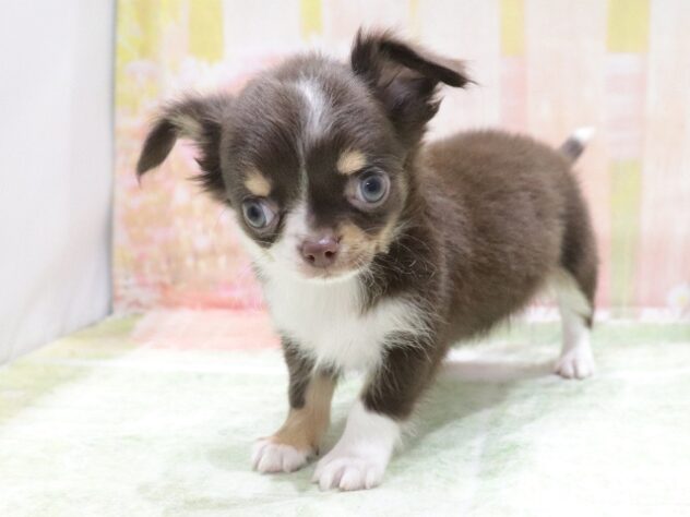 大阪府のチワワ(ロング) (アミーゴ鳳店/2026年4月8日生まれ/男の子/チョコレートタン)の子犬の3枚目の画像