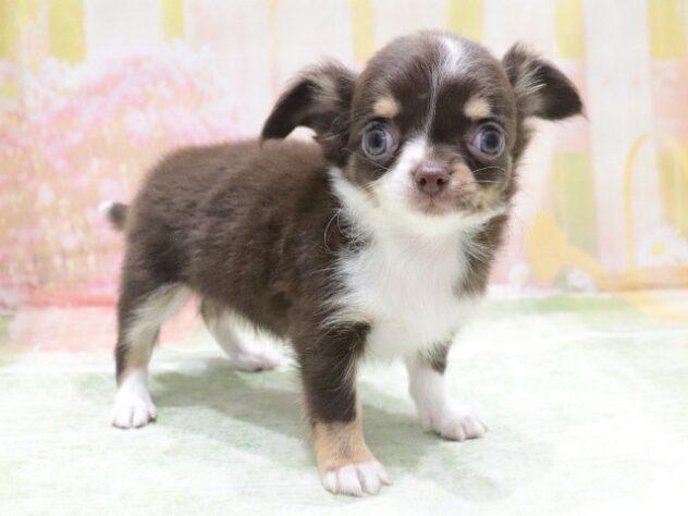 大阪府のチワワ(ロング) (アミーゴ鳳店/2026年4月8日生まれ/男の子/チョコレートタン)の子犬の4枚目の画像