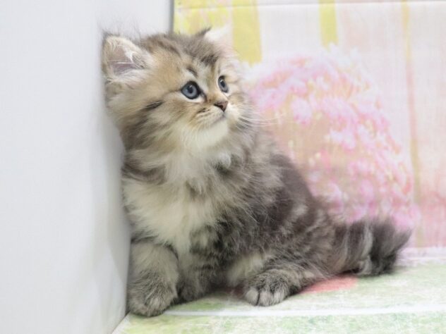 大阪府のペルシャ (アミーゴ鳳店/2026年4月8日生まれ/男の子/チンチラゴールデン)の子猫の2枚目の画像