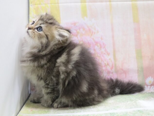 大阪府のペルシャ (アミーゴ鳳店/2026年4月8日生まれ/男の子/チンチラゴールデン)の子猫の3枚目の画像