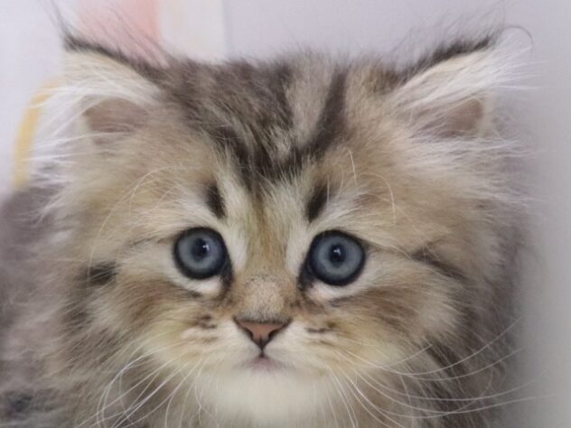 大阪府のペルシャ (アミーゴ鳳店/2026年4月8日生まれ/男の子/チンチラゴールデン)の子猫の4枚目の画像