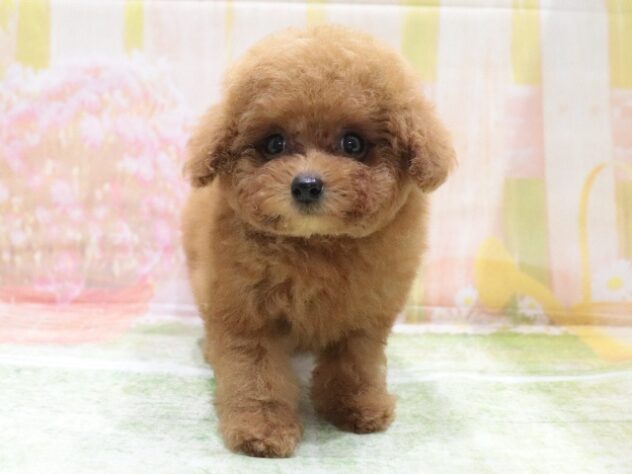 大阪府のトイプードル(トイ) (アミーゴ鳳店/2026年4月8日生まれ/男の子/レッドフォーン)の子犬の2枚目の画像