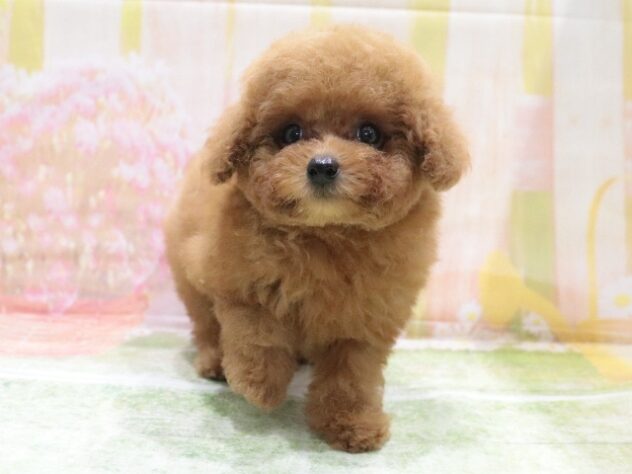 大阪府のトイプードル(トイ) (アミーゴ鳳店/2026年4月8日生まれ/男の子/レッドフォーン)の子犬の3枚目の画像