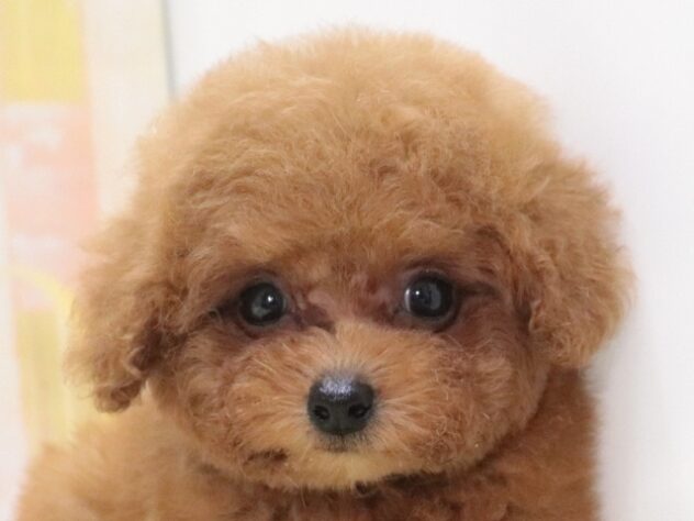 大阪府のトイプードル(トイ) (アミーゴ鳳店/2026年4月8日生まれ/男の子/レッドフォーン)の子犬の4枚目の画像
