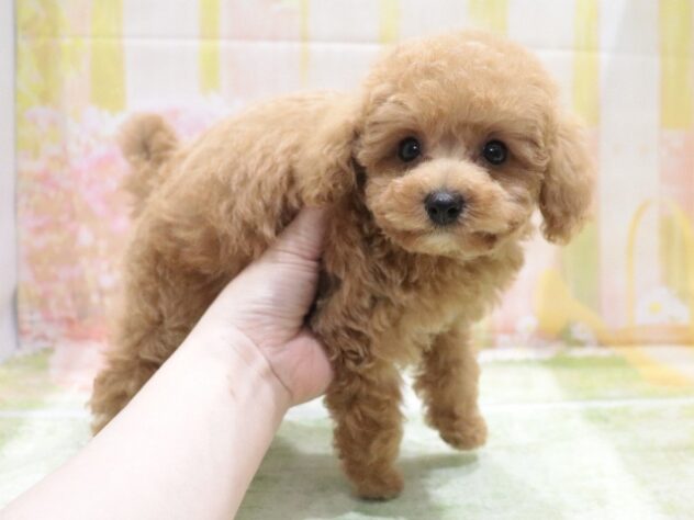 大阪府のトイプードル(トイ) (アミーゴ鳳店/2026年4月7日生まれ/男の子/オレンジフォーン)の子犬の2枚目の画像