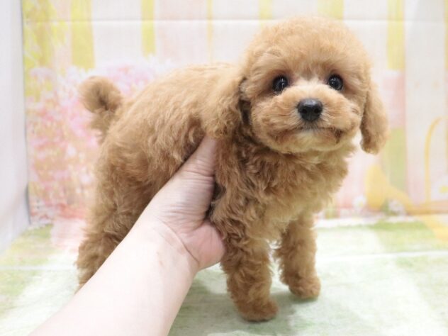大阪府のトイプードル(トイ) (アミーゴ鳳店/2026年4月7日生まれ/男の子/オレンジフォーン)の子犬の3枚目の画像