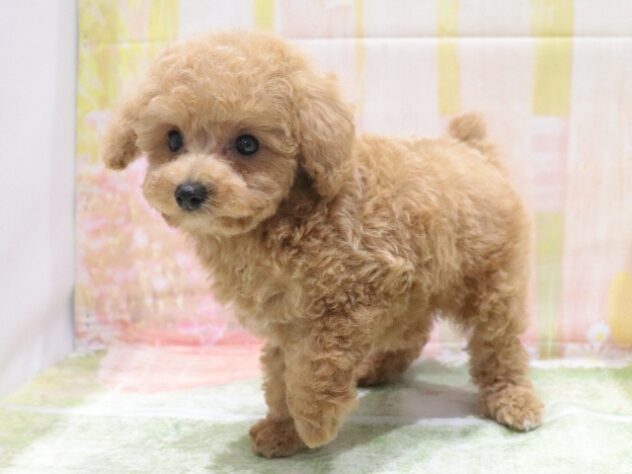 大阪府のトイプードル(トイ) (アミーゴ鳳店/2026年4月7日生まれ/男の子/オレンジフォーン)の子犬の4枚目の画像
