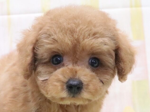 大阪府のトイプードル(トイ) (アミーゴ鳳店/2026年4月21日生まれ/男の子/レッドフォーン)の子犬の2枚目の画像