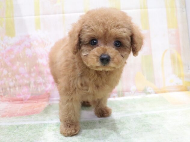 大阪府のトイプードル(トイ) (アミーゴ鳳店/2026年4月21日生まれ/男の子/レッドフォーン)の子犬の3枚目の画像