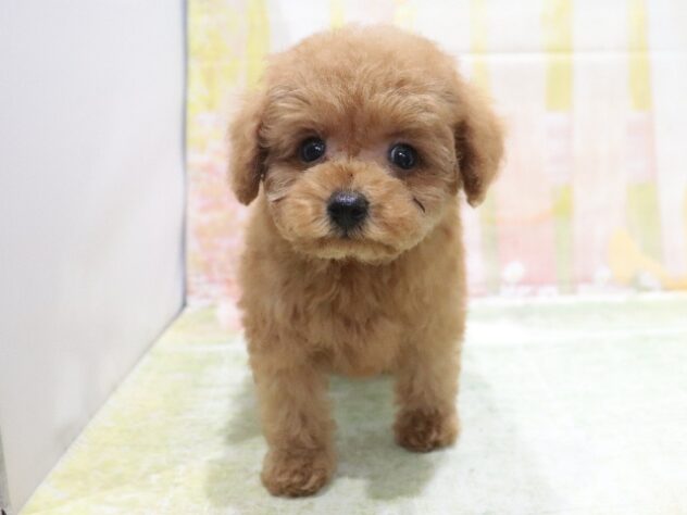大阪府のトイプードル(トイ) (アミーゴ鳳店/2026年4月21日生まれ/男の子/レッドフォーン)の子犬の4枚目の画像