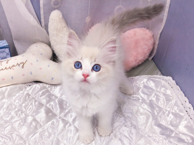 愛知県のラグドール (アミーゴ知立店/2026年4月7日生まれ/女の子/ブルーポイントバイカラー)の子猫の2枚目の画像