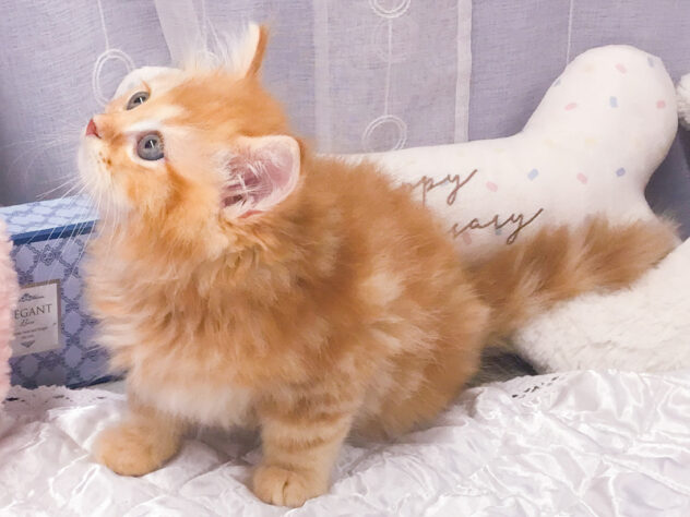 愛知県のミヌエット (アミーゴ知立店/2026年4月14日生まれ/男の子/レッドタビー)の子猫の3枚目の画像