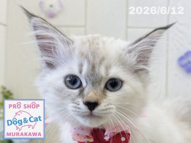 広島県のサイベリアン (アミーゴ大町店/2026年4月1日生まれ/女の子/シールリンクスポイント)の子猫の1枚目の画像