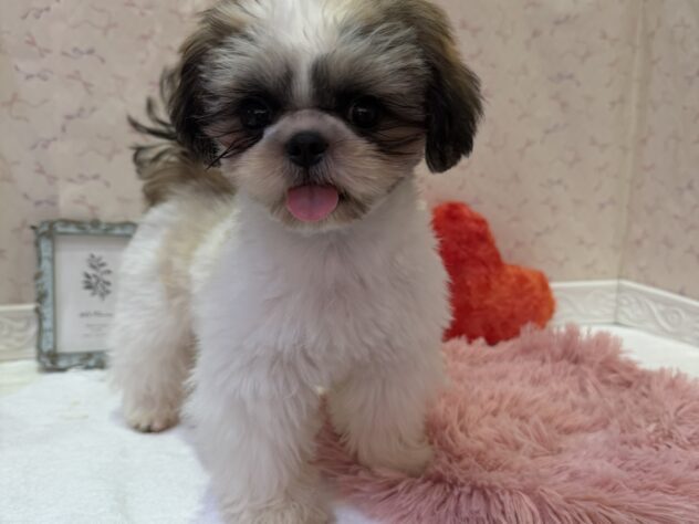 福島県のシーズー (アミーゴ本宮店/2026年3月2日生まれ/男の子/ホワイトゴールド)の子犬