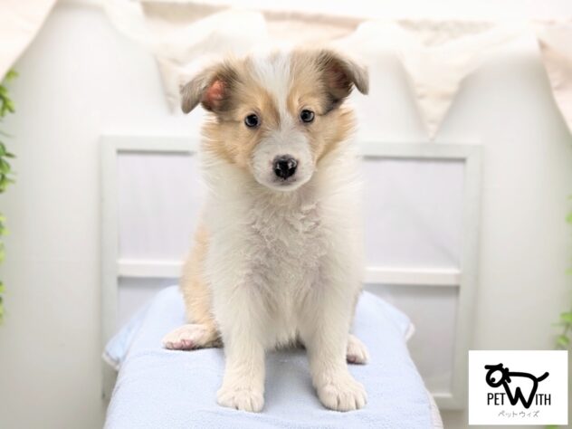 福島県のハーフ犬・ミックス犬 (アミーゴ会津若松店/2026年4月26日生まれ/女の子/チョコレートマールホワイト)の子犬