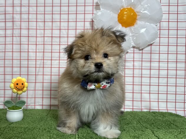 山形県のハーフ犬・ミックス犬 (アミーゴ酒田店/2026年3月15日生まれ/男の子/09 ブラウン系)の子犬