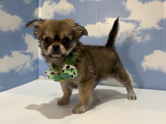 山形県のハーフ犬・ミックス犬 (アミーゴ山形南店/2026年4月26日生まれ/男の子/フォーン)の子犬の3枚目の画像