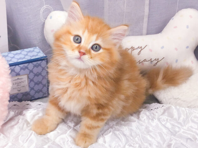 愛知県のミヌエット (アミーゴ知立店/2026年4月14日生まれ/男の子/レッドタビー)の子猫の2枚目の画像