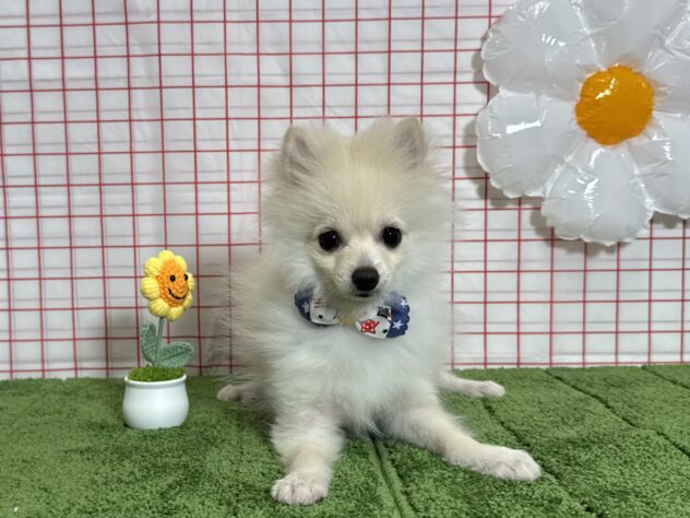 山形県のポメラニアン (アミーゴ酒田店/2026年1月14日生まれ/男の子/クリーム)の子犬の1枚目の画像