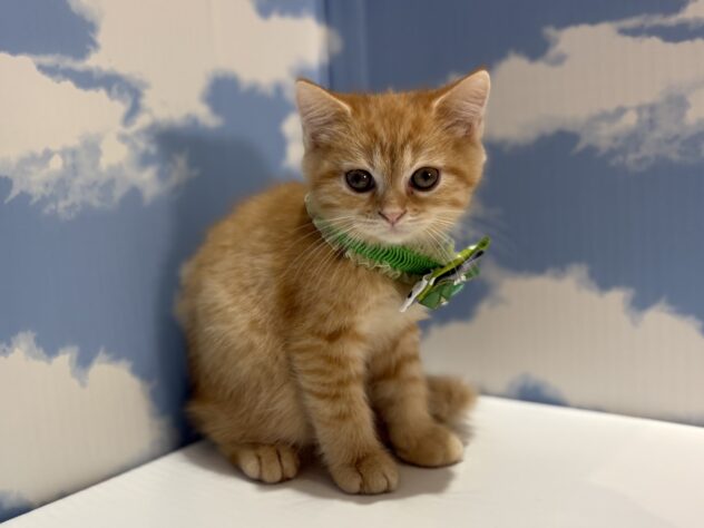 山形県のミヌエット (アミーゴ山形南店/2026年4月11日生まれ/男の子/レッドタビー)の子猫の2枚目の画像