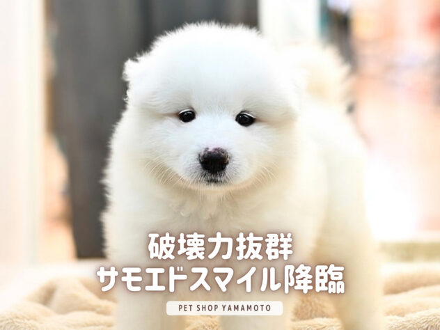 岡山県のサモエド (アミーゴ大安寺店/2026年4月6日生まれ/女の子/ホワイト)の子犬の1枚目の画像