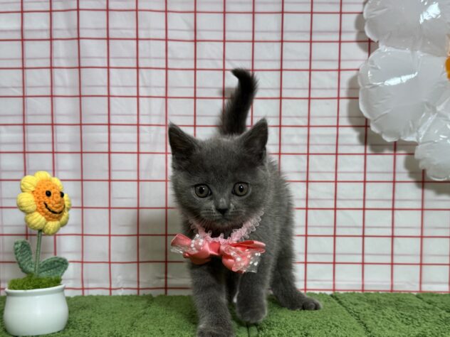 山形県のブリティッシュショートヘアー (アミーゴ酒田店/2026年4月2日生まれ/女の子/ブルー)の子猫の2枚目の画像
