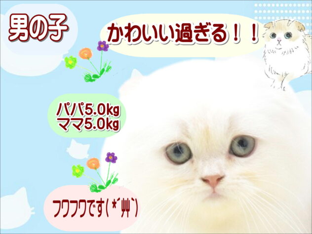 大阪府のスコティッシュフォールド (アミーゴ鳳店/2026年4月12日生まれ/女の子/クリームタビーホワイト)の子猫の1枚目の画像