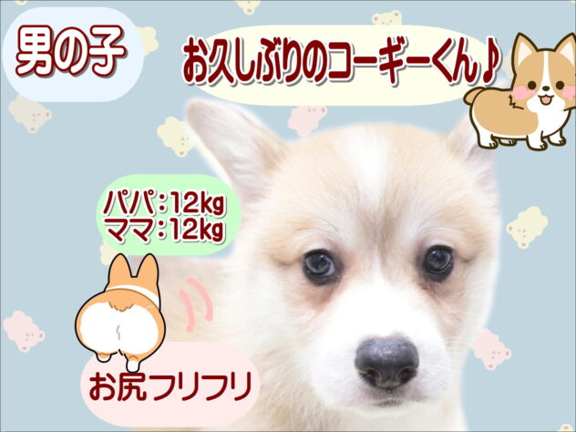 大阪府のウェルシュコーギーペンブローク (アミーゴ鳳店/2026年4月13日生まれ/男の子/レッドホワイト)の子犬の1枚目の画像