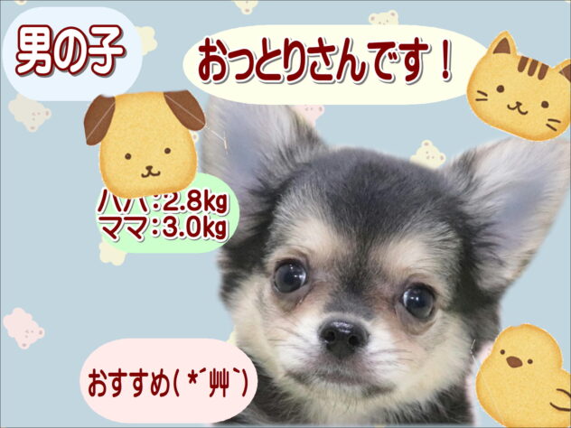 大阪府のチワワ(ロング) (アミーゴ鳳店/2026年4月20日生まれ/男の子/ブラッククリーム)の子犬の1枚目の画像
