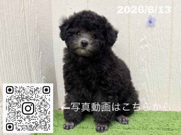 広島県のトイプードル(トイ) (アミーゴ大町店/2026年4月13日生まれ/女の子/グレー)の子犬の3枚目の画像