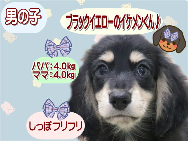 大阪府のミニチュアダックスフンド(ロング) (アミーゴ鳳店/2026年4月2日生まれ/男の子/ブラックタンイエロー)の子犬の1枚目の画像