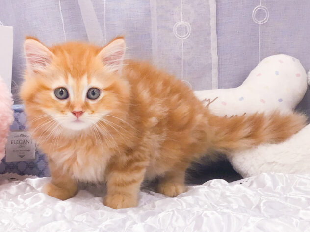 愛知県のミヌエット (アミーゴ知立店/2026年4月14日生まれ/男の子/レッドタビー)の子猫の1枚目の画像