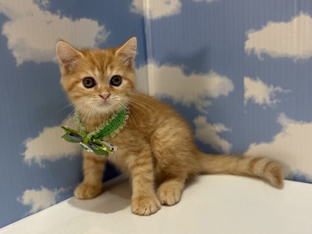 山形県のミヌエット (アミーゴ山形南店/2026年4月11日生まれ/男の子/レッドタビー)の子猫の3枚目の画像
