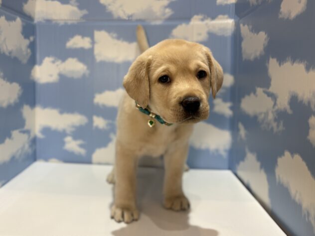 山形県のラブラドールレトリーバー (アミーゴ山形南店/2026年4月15日生まれ/男の子/イエロー)の子犬
