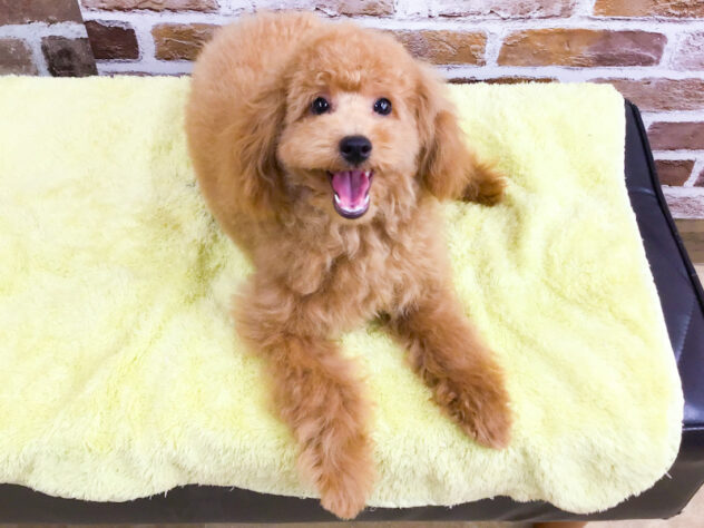 愛知県のトイプードル(トイ) (アミーゴ知立店/2026年1月7日生まれ/男の子/オレンジフォーン)の子犬の2枚目の画像
