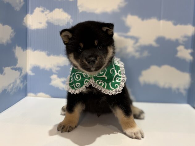 山形県の柴犬(標準サイズ) (アミーゴ山形南店/2026年4月11日生まれ/男の子/黒)の子犬