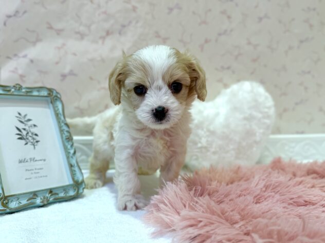 福島県のハーフ犬・ミックス犬 (アミーゴ本宮店/2026年4月7日生まれ/男の子/ブレンハイム)の子犬
