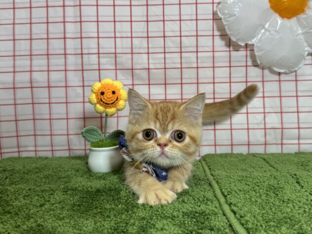 山形県のミヌエット (アミーゴ酒田店/2026年4月11日生まれ/男の子/レッドタビー)の子猫の3枚目の画像