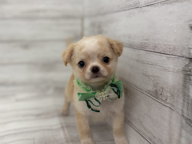 福島県のチワワ(ロング) (アミーゴ小名浜店/2026年4月27日生まれ/男の子/クリーム)の子犬