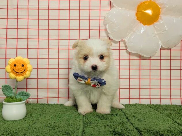 山形県のハーフ犬・ミックス犬 (アミーゴ酒田店/2026年4月20日生まれ/男の子/クリーム/ホワイト系)の子犬の1枚目の画像