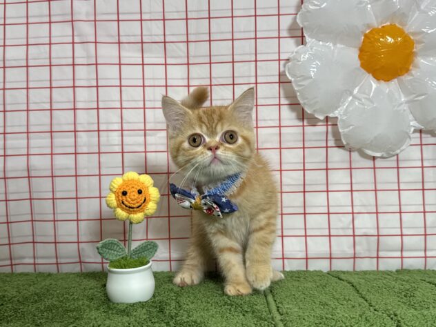 山形県のミヌエット (アミーゴ酒田店/2026年4月11日生まれ/男の子/レッドタビー)の子猫の2枚目の画像