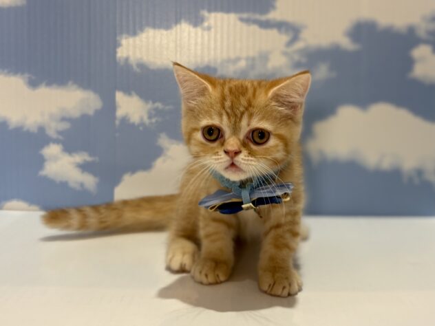 山形県のミヌエット (アミーゴ山形南店/2026年4月11日生まれ/男の子/レッドタビー)の子猫の1枚目の画像