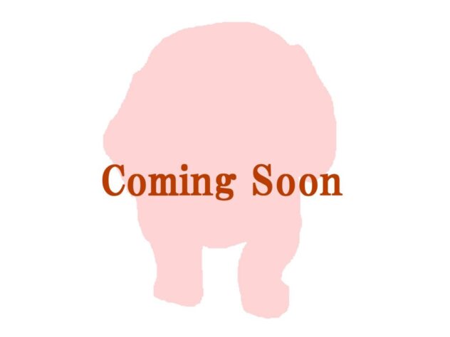 大阪府のトイプードル(トイ) (ペット・プラザ アミーゴ箕面店/2026年4月22日生まれ/女の子/ペールフォーン)の子犬